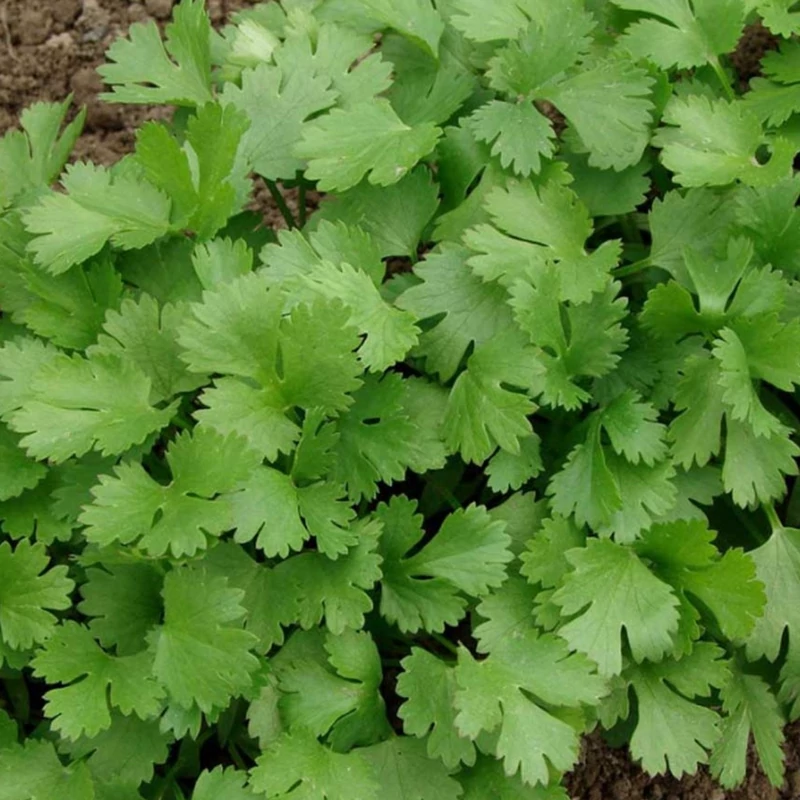 سبزی شامی کباب ،شامی کباب بصورت دلال یک کیلویی  گیلان.رشت