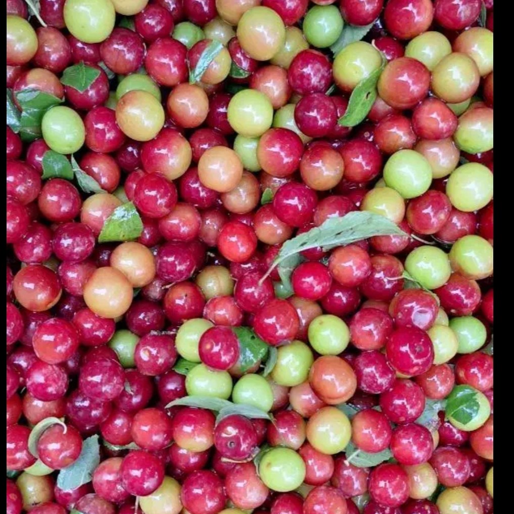 رب آلو(ملس،ترش،شیرین)،500گرمی،گیلان.رشت