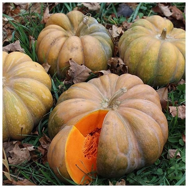 کدو حلوایی شیرین وخوشمزه ،یک کیلویی،گیلان.رشت