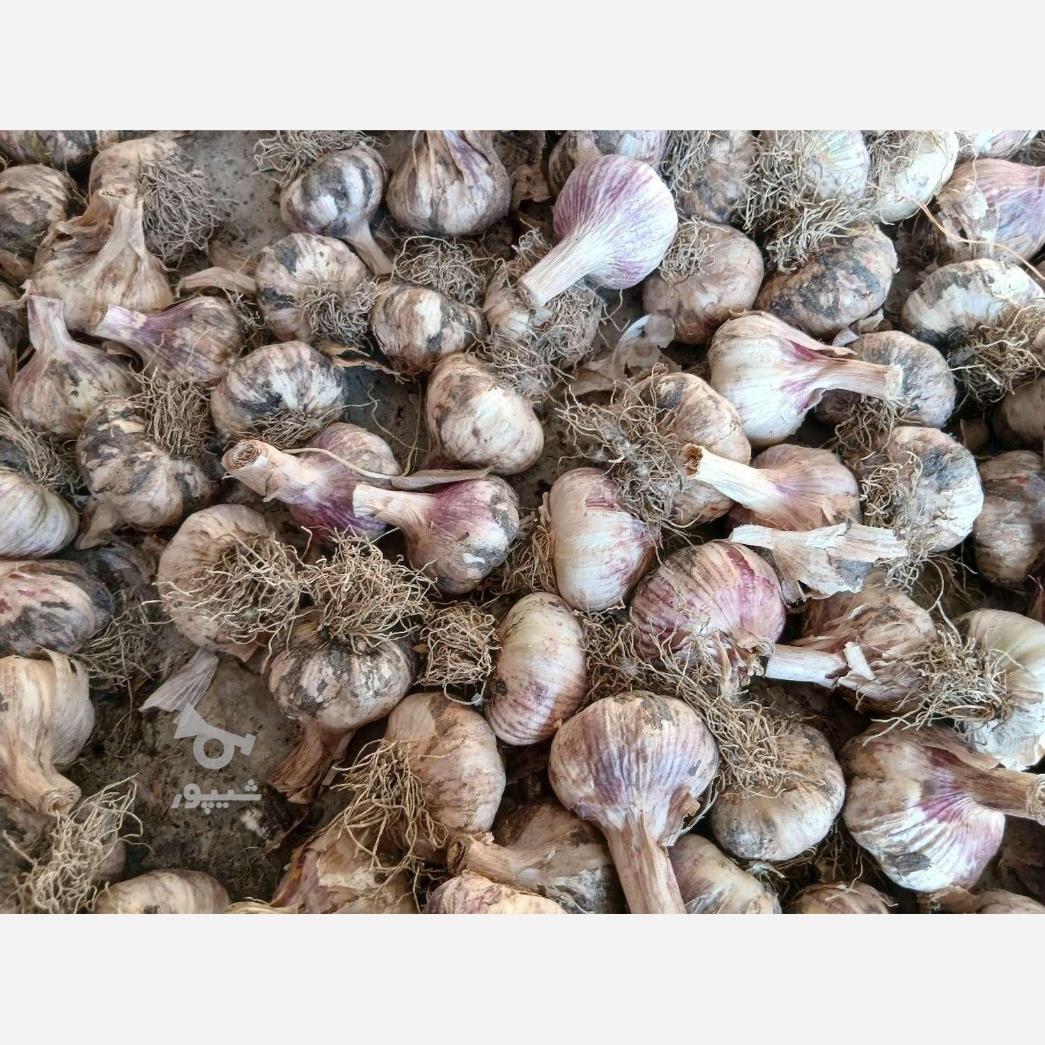 سیر محلی وتازه چین ،ارگانیک ومعطر یک کیلویی گیلان.رشت