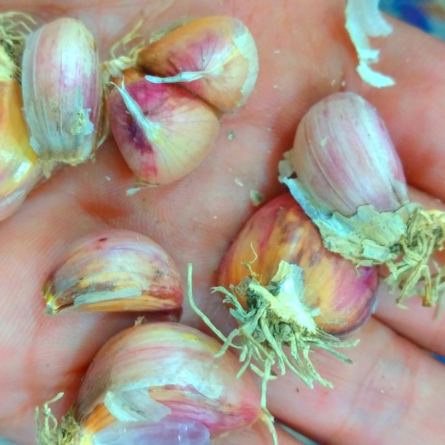 حبه سیر،سیر حبه ای،سیر محلی وارگانیک(باپوست) گیلان.رشت