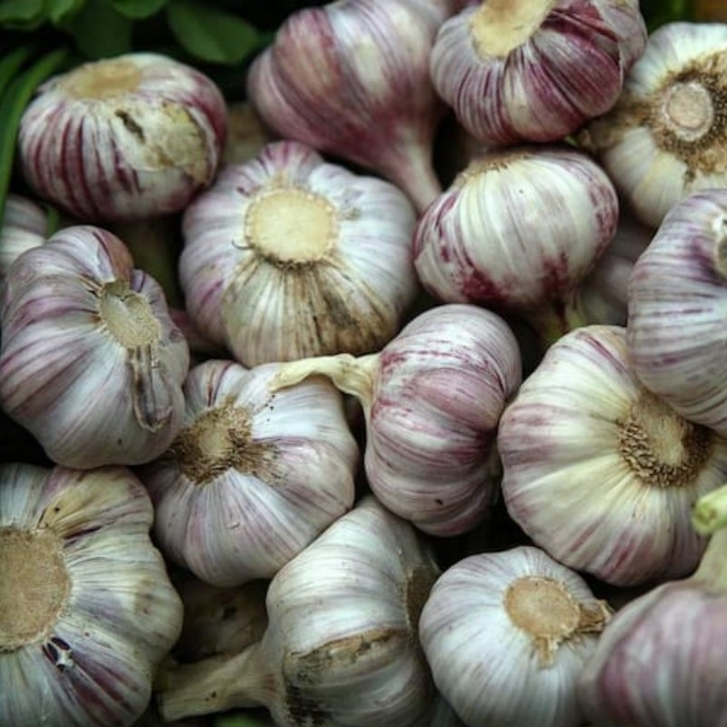سیر محلی تازه ارگانیک یک کیلویی گیلان.رشت