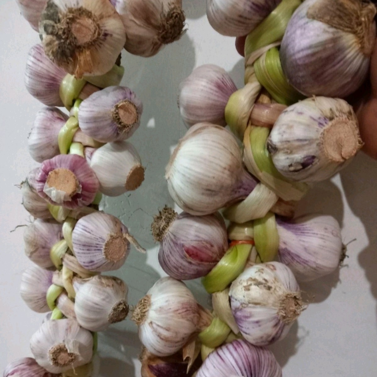 سیر محلی ریسه ای،سیر ریسه ای،سیرتازه ریسه ای 20 عددی گیلان.رشت