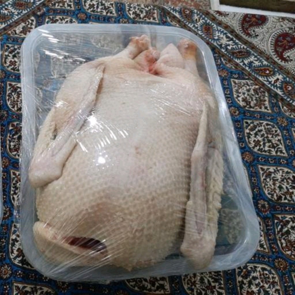 مرغ محلی درشت وجوان گیلان.رشت