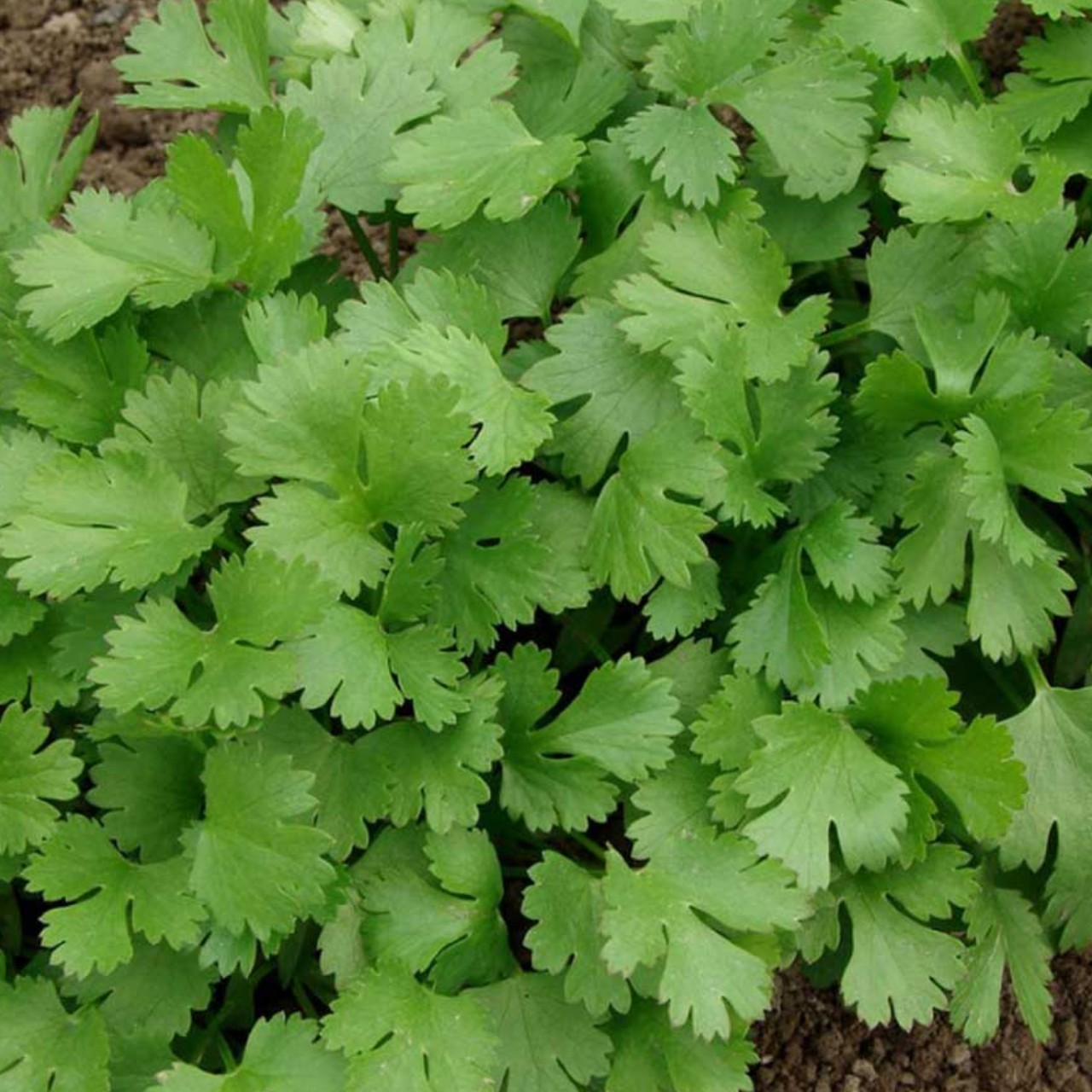سبزی اناربیج یک کیلویی،(بصورت دلال)گیلان.رشت